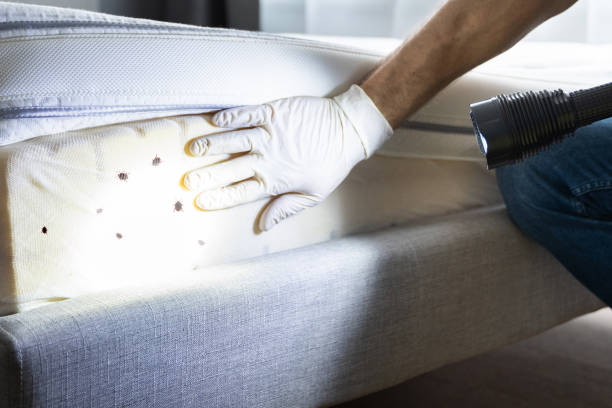 Best Affordable Pest Control Services  in Golden Hills, CA